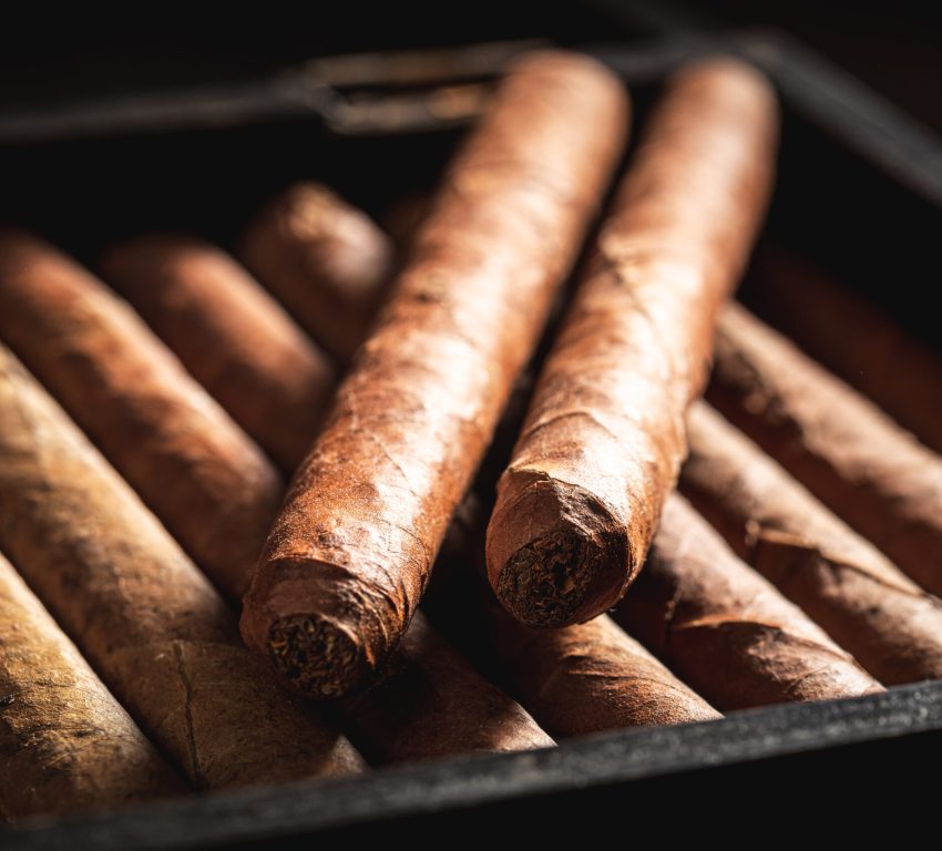 Closeup of rich smelling cigars lay in wooden humidor
